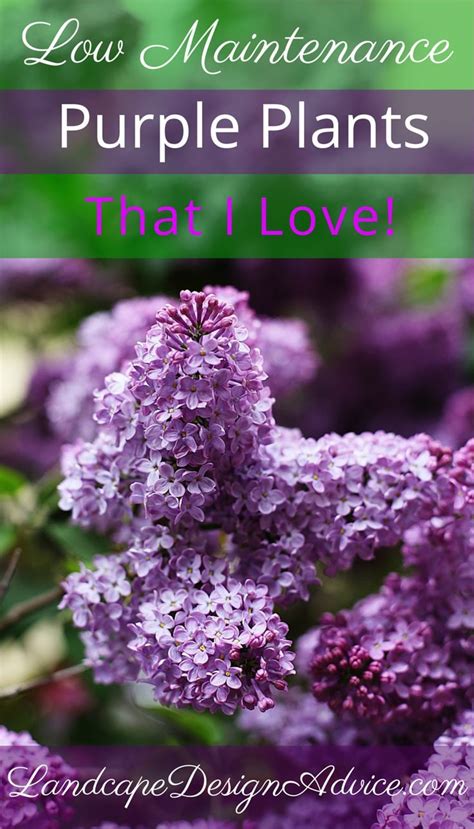 There are a number of vines that bear purple blooms ranging in bougainvillea vines produce some of the most brilliantly colored flowers in the plant world. Great Purple Perennials | Purple perennials, Purple ...