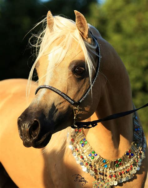 Arabian Derivative Horse Arabian Horse Society Of Australia