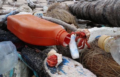 Hermit Crabs Are Dying In Plastic Pollution They Think Are Shells