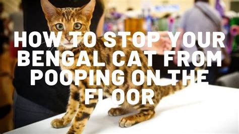 How To Stop Your Bengal Cat From Pooping On The Floor Authentic