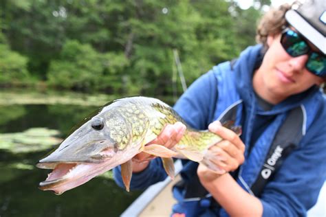 Fly Fishing For Chain Pickerel Tips Flylords Mag