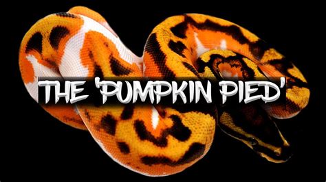 The Pumpkin Pied Ball Python Youtube