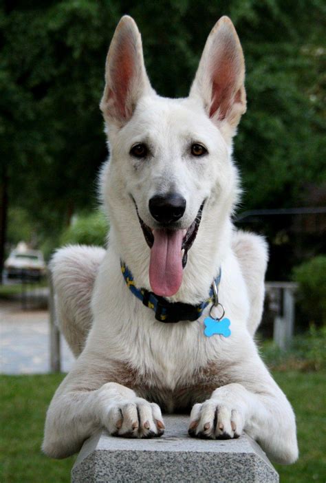 White German Shepherd Wallpapers Wallpaper Cave