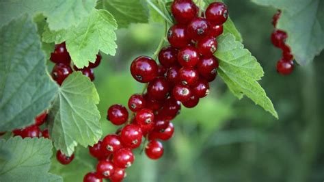 The first place to start is at home. What Do Currants Taste Like? | Reference.com