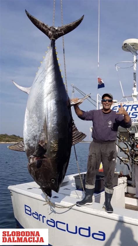 Amateur huge sets,stolen private revenge pics (pages: Je li ovo najveća tuna ikad ulovljena u Hrvatskoj?