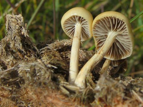 Stropharia Semiglobata The Ultimate Mushroom Guide