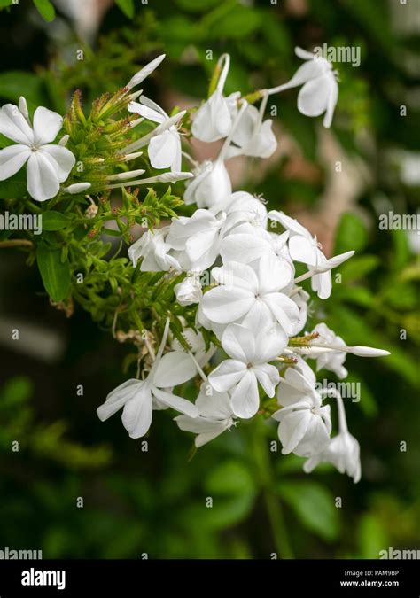White Flowers In Summer Clusters Of The Tender Scrambling Wall Shrub