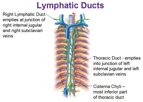 Right Lymphatic Duct Anatomy Functions And Pictures