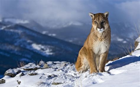 The Cougar Interesting Wild Animal Fact And Pictures Animals Lover