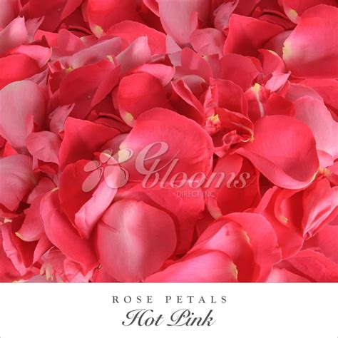 Farm Fresh Natural Rose Petals Hot Pink Features Premium Rose Petals