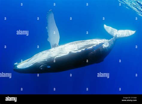 Humpback Whale Megaptera Novaeangliae Hawaii Usa Stock Photo Alamy