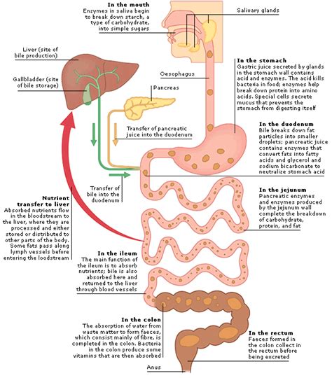 Discover The Vital Role Of Bile Acids In Liver And Intestinal Health