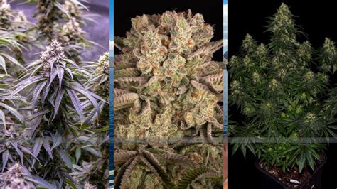 High Yield Strains From Barneys Farm A Growers Delight Now On The Us Market Savedelete