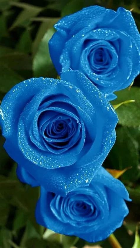 Roses In Blue Beautiful Rose Flowers Rose Flower Beautiful Flowers