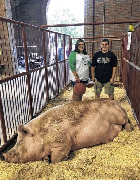One Big Pig Champion Hog Returns Home From State Fair Seymour Tribune