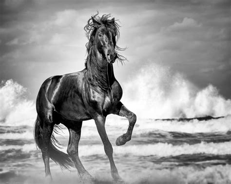 Wild Horse Print Black Stallion Horse Photo Horse T Etsy Canada