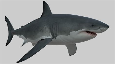 Shark View In 3d Great White Shark Download Free 3d Model By Mateus