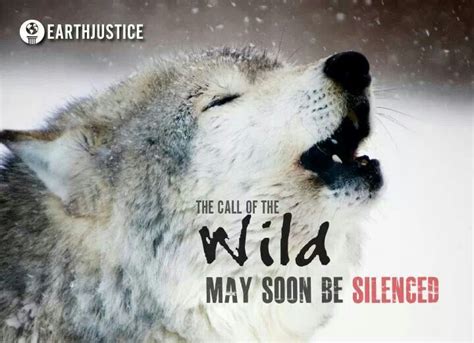 The Call Of The Wild May Soon Be Silenced Save The Wolves Wolf Love