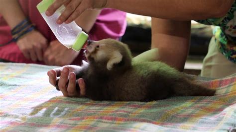 Baby Red Panda Feeding Youtube