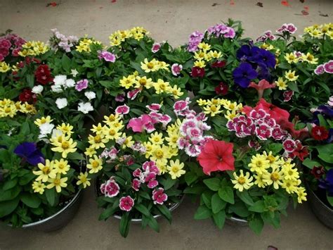 Best Annual Flowers For Full Sun Growing Annual Flowers In Containers