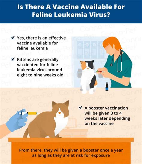 Cat Leukemia Causes Signs And Treatment Canna Pet