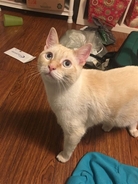 What Is The Temperament Of A Flame Point Siamese Cat Quora