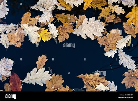 Oak Leaves Colours Hi Res Stock Photography And Images Alamy