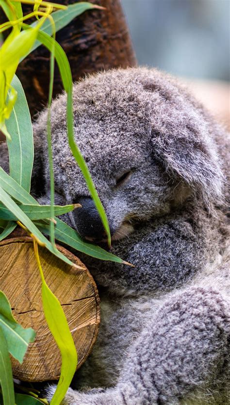 Koala Durmiendo Fondo De Pantalla 4k Hd Id10779