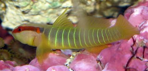 Green Banded Goby Great Nano Fish Male Av1les5 Flickr