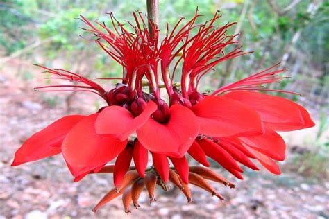 Erythrina The National Flower Of Argentine National Flowers By Country