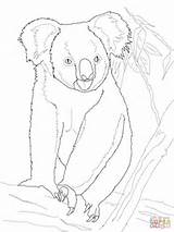 Koala Bear Coloring Tree Pages Printable Koalas Cute Supercoloring Color Colouring Baby Drawing Kids Sheets Categories sketch template