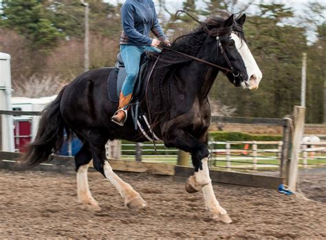 Finden sie bewertungen und erfahrungen zu seumahof.de. Reviews - Riding in Balance - smart saddle systems Scotland