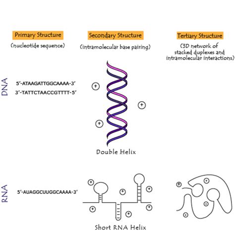 Differences Between Dna And Rna Blunt Scientist Hot Sex Picture