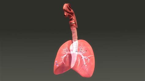 Lungs Anatomy 3d Model 10 Obj Fbx C4d 3ds Free3d