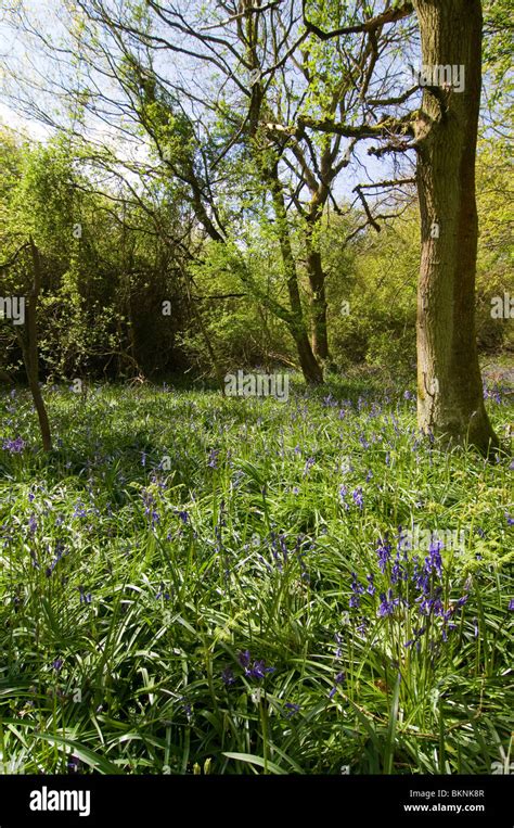 A Bluebell Wood In Oxfordshire Uk Springtime May Stock Photo Alamy