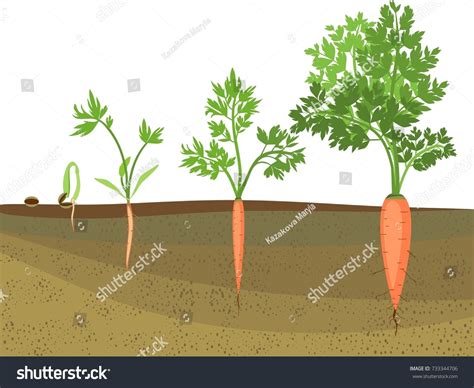 Stages Growth Carrots On White Background Stock Vector Royalty Free