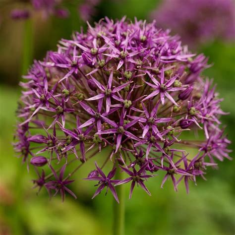 Allium Stipitatum Violet Beauty Ornamental Onion Bulb Flowers