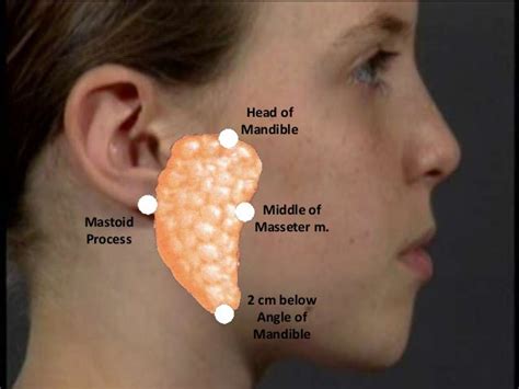 Salivary Gland Ppt Kanato Assumi