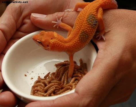 Los 5 Hechos MÁs ExtraÑos Sobre Geckos Reptiles Y Anfibios 2024