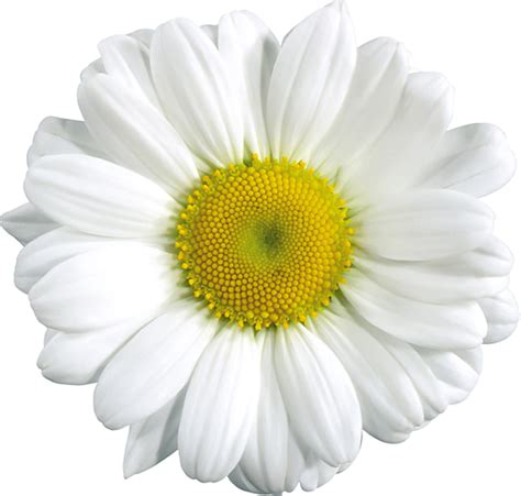 Free Transparent Daisy Cliparts Download Free Transparent Daisy Cliparts Png Images Free