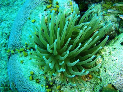 Free Images Beach Nature Ocean Flower Underwater Coral Reef Mar
