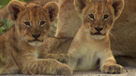 Two Cute Lion Cubs Hd Wallpaper Background Image 1920x1080