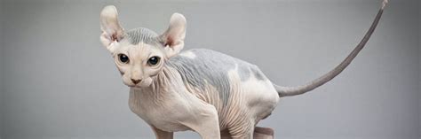 Elf Hairless Cat The Essential Guide Pets4you