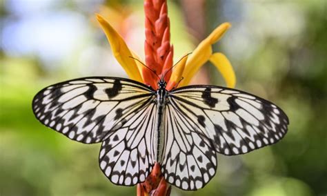 Butterflies Originated In North America After Splitting From Moths New