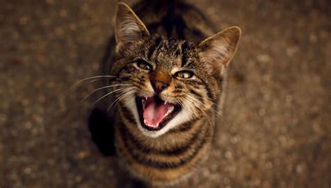 ¿por Qué Maúllan Los Gatos Guía Útil Tipos De Maullido Y Su Significado