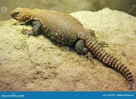 Sahara Dabb Lizard 3 Stock Photography Image 1914752