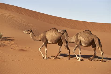 Dromedary Camel Facts Interesting Facts