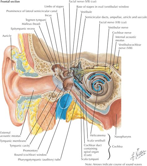 Structure And Function Of Ear Physiology Of Hearing Ear Anatomy My