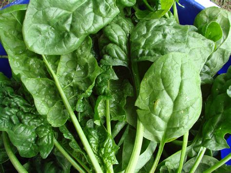 Organic Spinach Seeds: Non-GMO, Certified Organic Heirloom Varieties ...