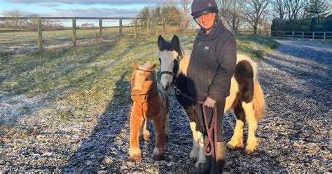 Pony Dumped Like Rubbish Is Now Horsing Around With A Toy Pal This